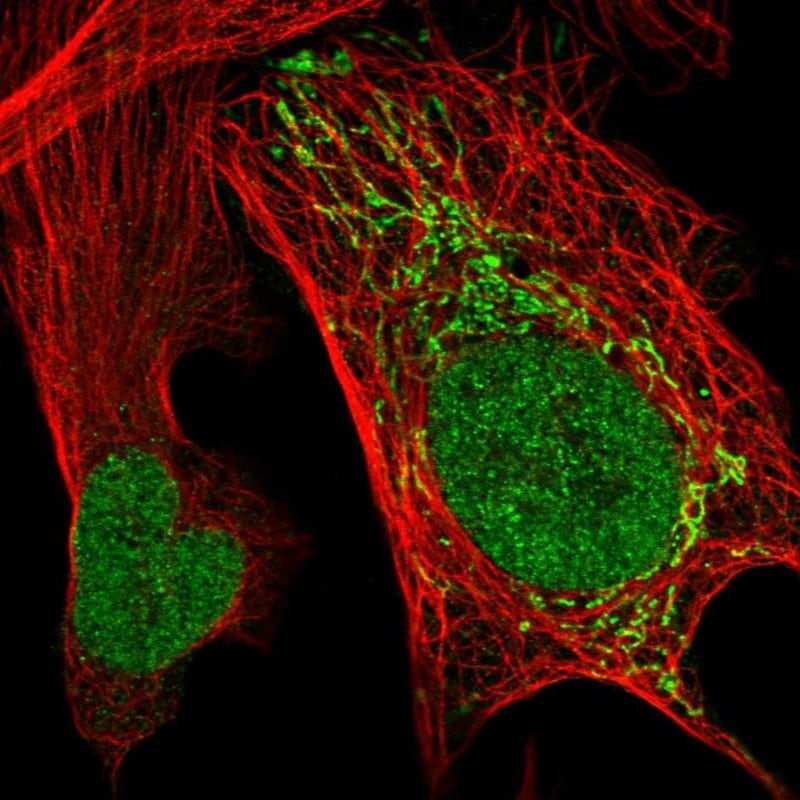 VWA9 Antibody - BSA Free Immunocytochemistry/ Immunofluorescence: VWA9 Antibody - BSA Free [NBP1-90525]