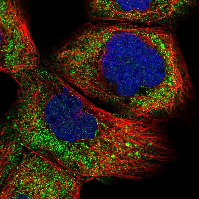 R3HCC1 Antibody - BSA Free Immunocytochemistry/ Immunofluorescence: R3HCC1 Antibody [NBP1-90527] -
