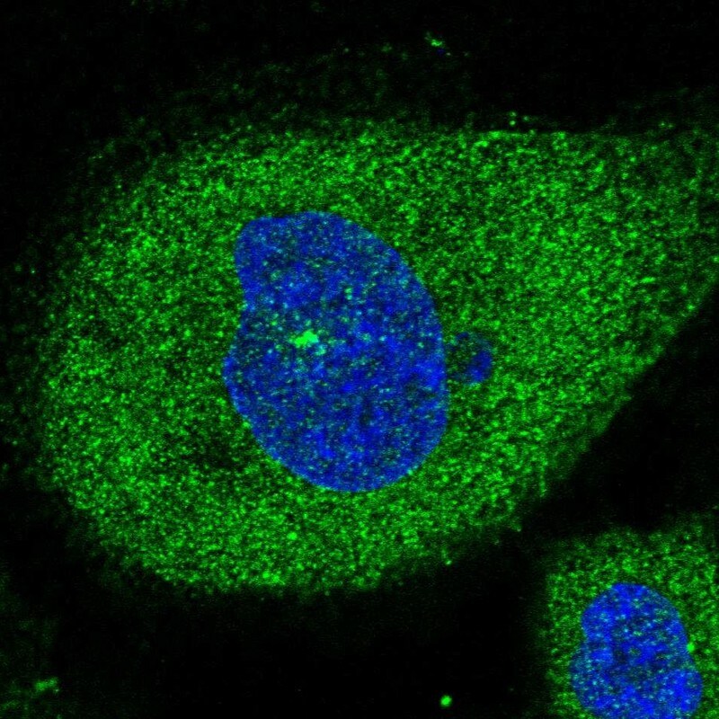 XTP12 Antibody - BSA Free Immunocytochemistry/ Immunofluorescence: XTP12 Antibody - BSA Free [NBP1-90533]