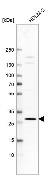 XTP12 Antibody - BSA Free Western Blot: XTP12 Antibody - BSA Free [NBP1-90533]