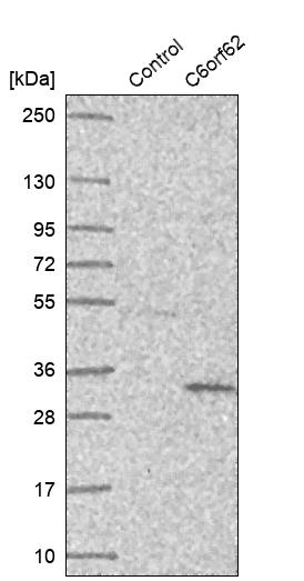 XTP12 Antibody - BSA Free Western Blot: XTP12 Antibody - BSA Free [NBP1-90534]