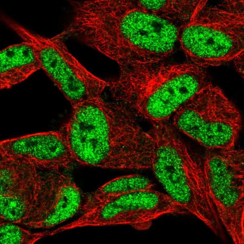 PANP/PILR alpha associated neural protein Antibody - BSA Free Immunocytochemistry/ Immunofluorescence: PANP/PILR alpha associated neural protein Antibody - BSA Free [NBP1-90541]
