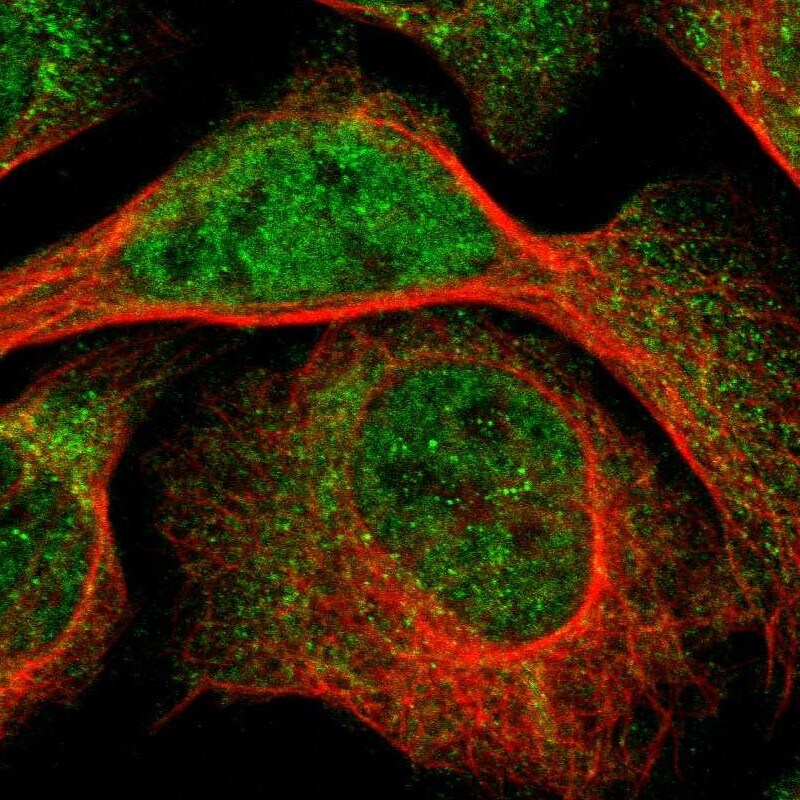 LMBRD2 Antibody - BSA Free Immunocytochemistry/ Immunofluorescence: LMBRD2 Antibody - BSA Free [NBP1-90551]
