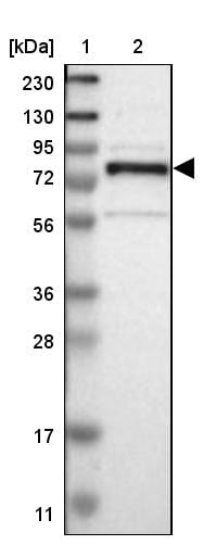 GRAMD1C Antibody - BSA Free Western Blot: GRAMD1C Antibody - BSA Free [NBP1-90559]