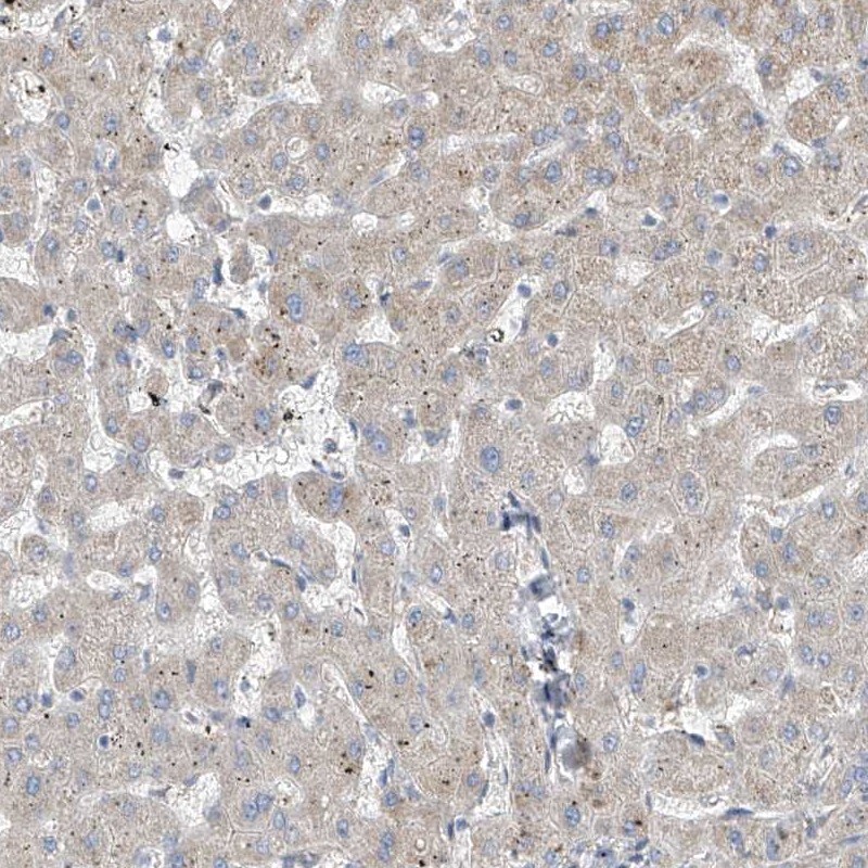 RSPH4A Antibody - BSA Free Immunohistochemistry-Paraffin: RSPH4A Antibody [NBP1-90572]