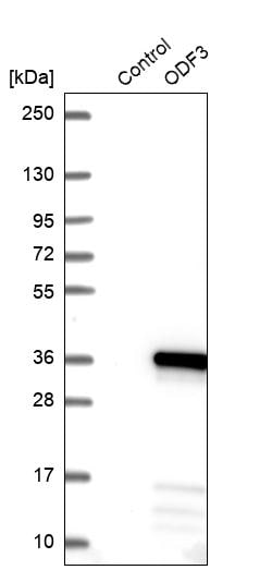 ODF3 Antibody - BSA Free Western Blot: ODF3 Antibody - BSA Free [NBP1-90614]