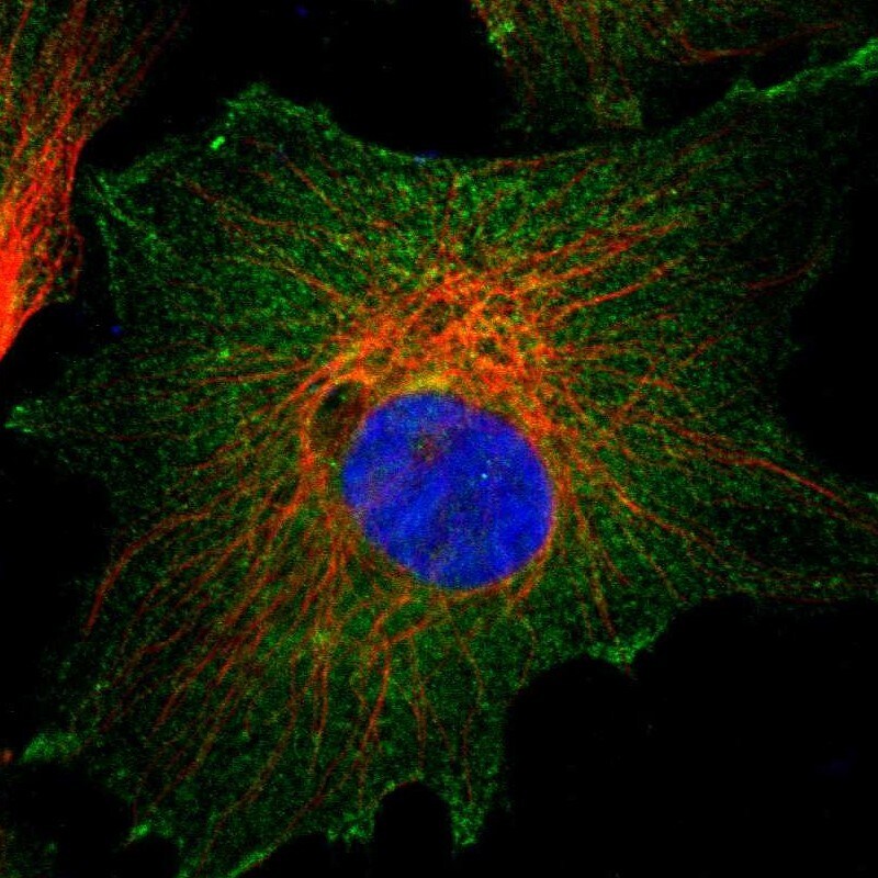 CD2AP Antibody - BSA Free Immunocytochemistry/ Immunofluorescence: CD2AP Antibody [NBP1-90626]