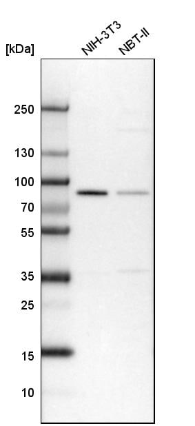 CD2AP Antibody - BSA Free Western Blot: CD2AP Antibody - BSA Free [NBP1-90626]