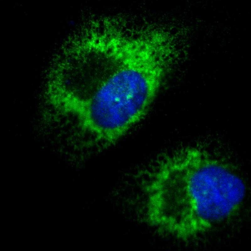 kinectin Antibody - BSA Free Immunocytochemistry/ Immunofluorescence: kinectin Antibody [NBP1-90634]