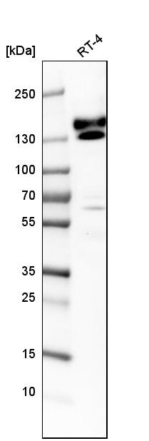 kinectin Antibody - BSA Free Western Blot: kinectin Antibody - BSA Free [NBP1-90634]