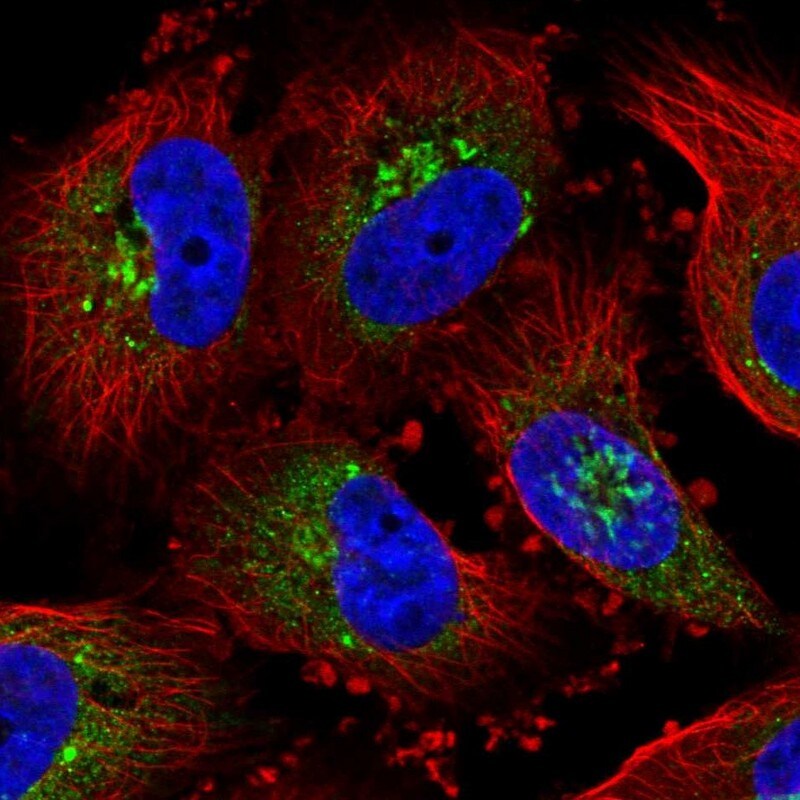 Golgi Glycoprotein 1/GLG1 Antibody - BSA Free Immunocytochemistry/ Immunofluorescence: Golgi Glycoprotein 1/GLG1 Antibody [NBP1-90636]
