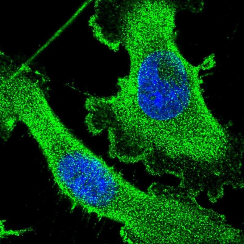 CEP89 Antibody - BSA Free Immunocytochemistry/ Immunofluorescence: CEP89 Antibody - BSA Free [NBP1-90639]