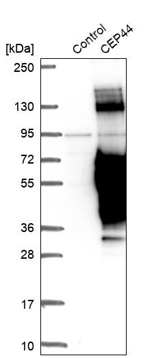 CEP44 Antibody - BSA Free Western Blot: CEP44 Antibody - BSA Free [NBP1-90640]