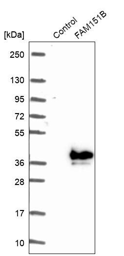 FAM151B Antibody - BSA Free Western Blot: FAM151B Antibody - BSA Free [NBP1-90647]