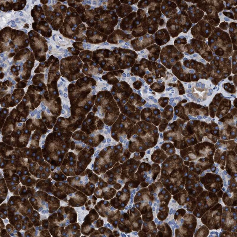 PRSS16 Antibody - BSA Free Immunohistochemistry: PRSS16 Antibody - BSA Free [NBP1-90649]