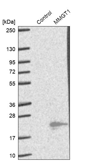 MMGT1 Antibody - BSA Free Western Blot: MMGT1 Antibody - BSA Free [NBP1-90652]