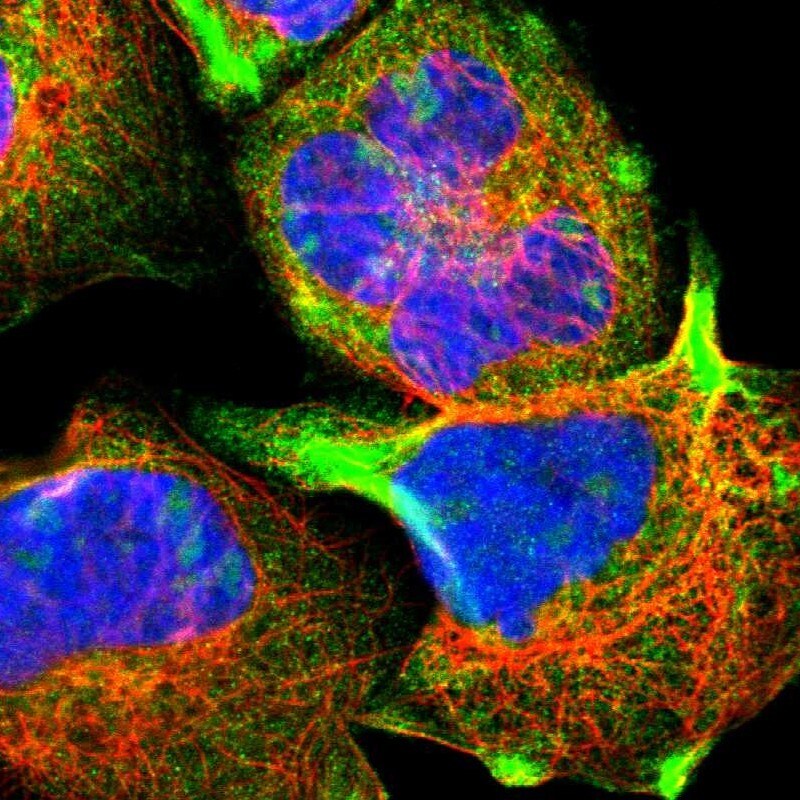 stonin-2 Antibody - BSA Free Immunocytochemistry/ Immunofluorescence: stonin-2 Antibody [NBP1-90658]