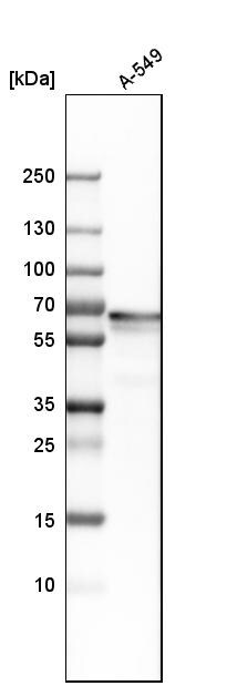 PLBD2 Antibody - BSA Free Western Blot: PLBD2 Antibody - BSA Free [NBP1-90681]