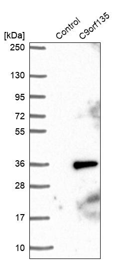 C9orf135 Antibody - BSA Free Western Blot: C9orf135 Antibody - BSA Free [NBP1-90684]