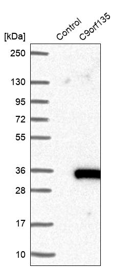C9orf135 Antibody - BSA Free Western Blot: C9orf135 Antibody - BSA Free [NBP1-90685]