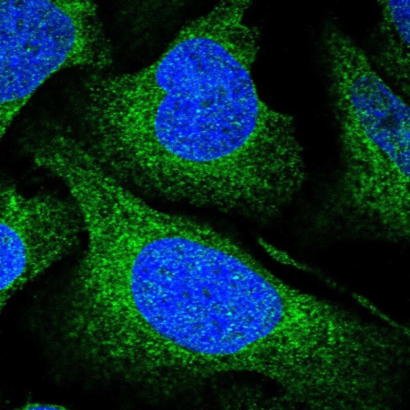 UFL1 Antibody - BSA Free Immunocytochemistry/ Immunofluorescence: UFL1 Antibody - BSA Free [NBP1-90691]