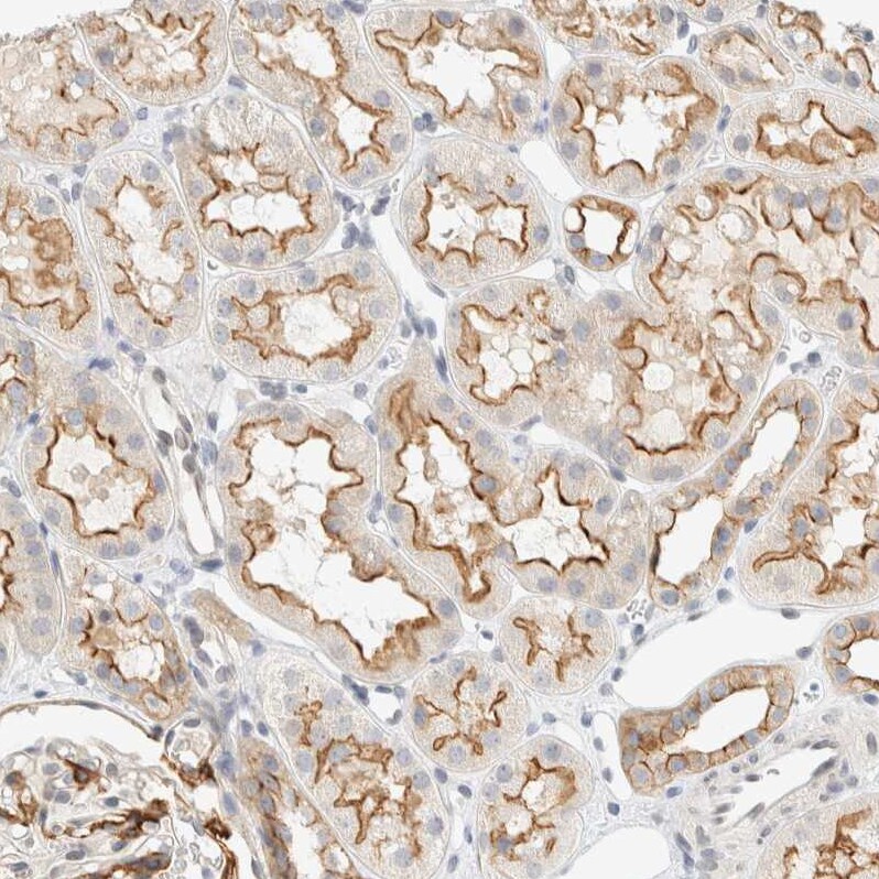 Adipolin/FAM132A Antibody - BSA Free Immunohistochemistry: Adipolin/FAM132A Antibody - BSA Free [NBP1-90700]