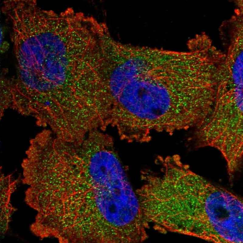 SWT1 Antibody - BSA Free Immunocytochemistry/ Immunofluorescence: SWT1 Antibody [NBP1-90709]