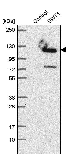 SWT1 Antibody - BSA Free Western Blot: SWT1 Antibody - BSA Free [NBP1-90710]