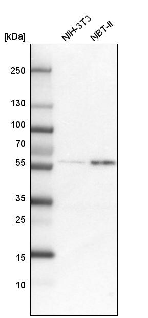 GLT25D2 Antibody - BSA Free Western Blot: GLT25D2 Antibody - BSA Free [NBP1-90711]