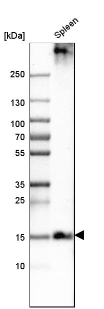 PLAC8 Antibody - BSA Free Western Blot: PLAC8 Antibody - BSA Free [NBP1-90721]