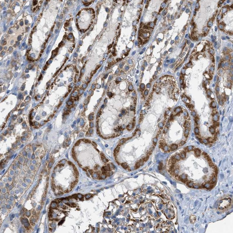 CD277/BTN3A1 Antibody - BSA Free Immunohistochemistry: CD277/BTN3A1 Antibody - BSA Free [NBP1-90750]