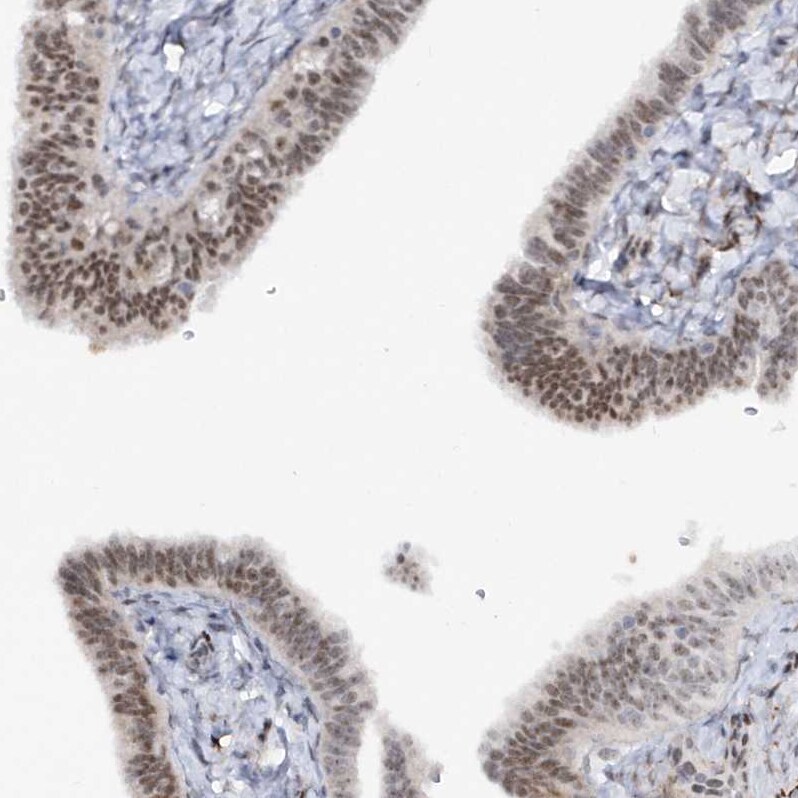 ASCL4 Antibody - BSA Free Immunohistochemistry-Paraffin: ASCL4 Antibody [NBP1-90762]