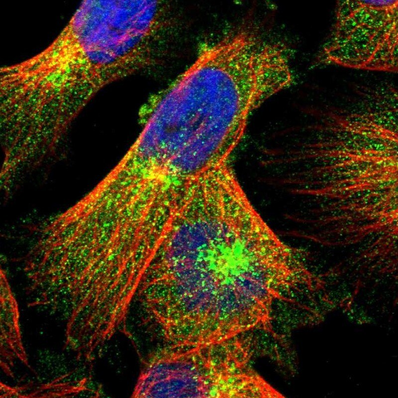 LRBA Antibody - BSA Free Immunocytochemistry/ Immunofluorescence: LRBA Antibody [NBP1-90765]