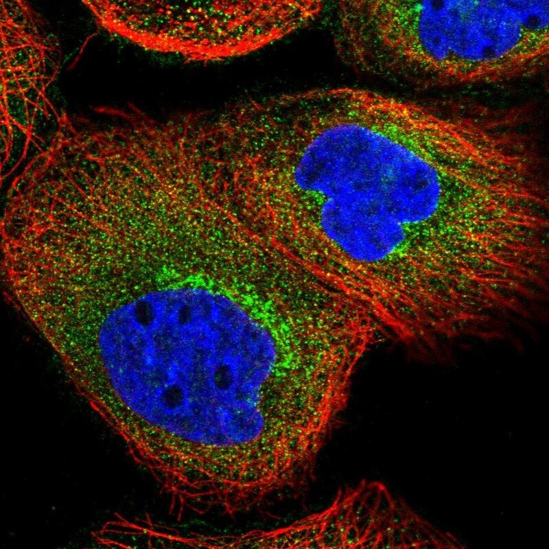 C6orf132 Antibody - BSA Free Immunocytochemistry/ Immunofluorescence: C6orf132 Antibody - BSA Free [NBP1-90776]