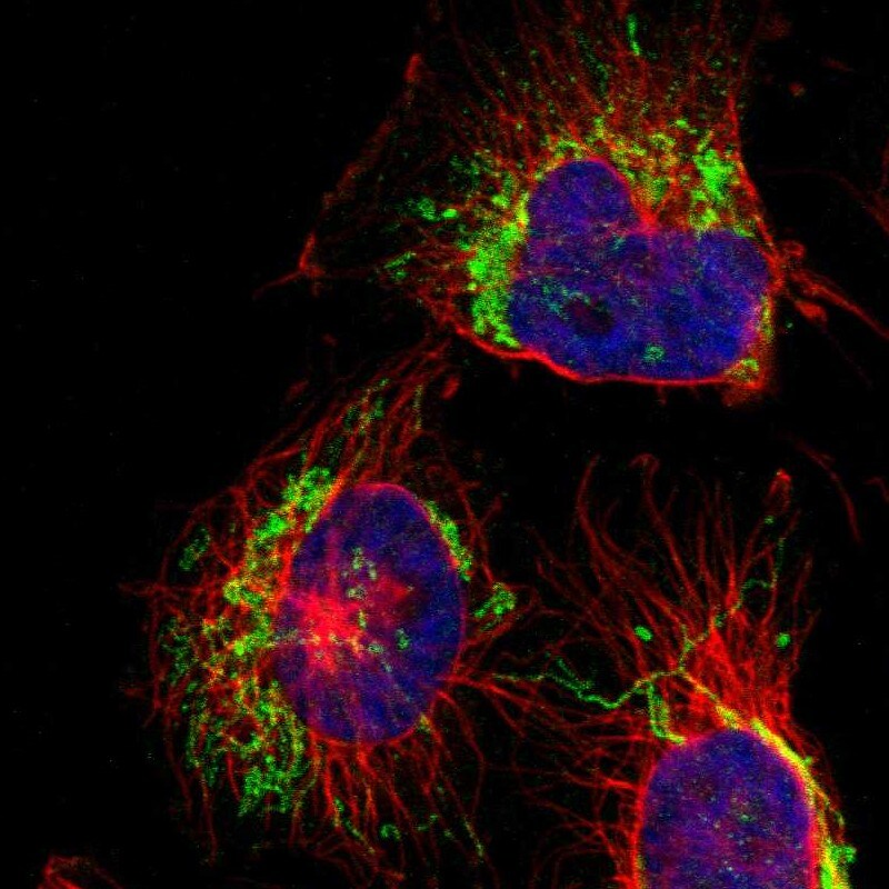 TBC1D32 Antibody - BSA Free Immunocytochemistry/ Immunofluorescence: TBC1D32 Antibody [NBP1-90777]