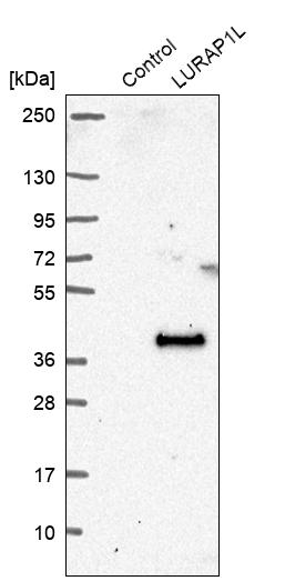 LURAP1L Antibody - BSA Free Western Blot: LURAP1L Antibody - BSA Free [NBP1-90796]
