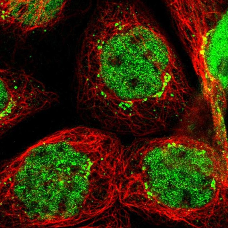 SLITRK5 Antibody - BSA Free Immunocytochemistry/ Immunofluorescence: SLITRK5 Antibody [NBP1-90798]