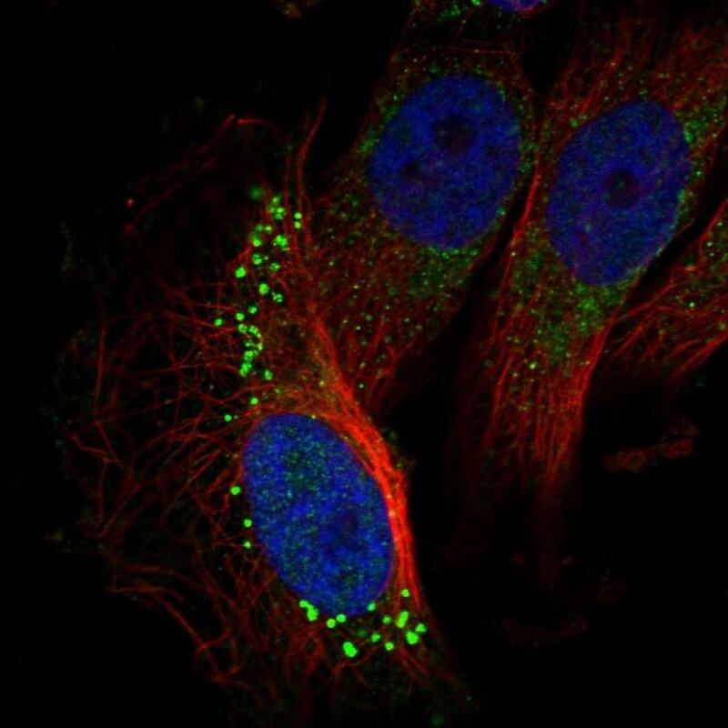 GARNL3 Antibody - BSA Free Immunocytochemistry/ Immunofluorescence: GARNL3 Antibody [NBP1-90799]