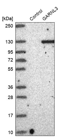 GARNL3 Antibody - BSA Free Western Blot: GARNL3 Antibody - BSA Free [NBP1-90799]