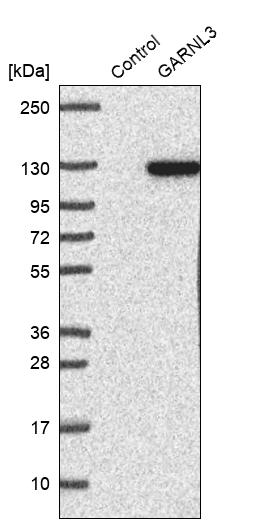 GARNL3 Antibody - BSA Free Western Blot: GARNL3 Antibody - BSA Free [NBP1-90800]