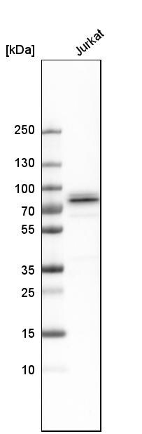 Themis Antibody - BSA Free Western Blot: Themis Antibody - BSA Free [NBP1-90802]