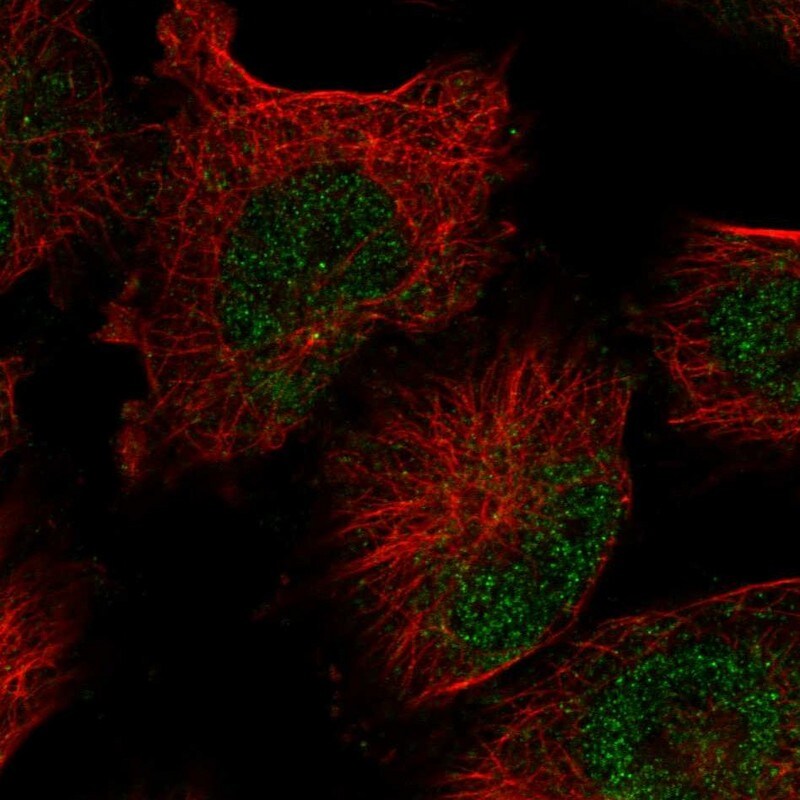 FAM208B Antibody - BSA Free Immunocytochemistry/ Immunofluorescence: FAM208B Antibody [NBP1-90803]