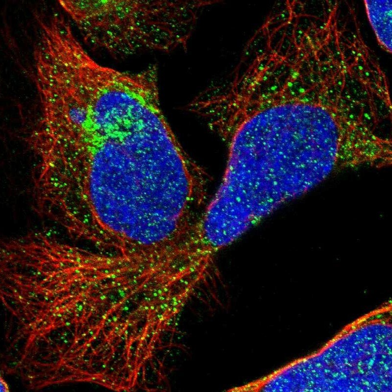 TMEM180 Antibody - BSA Free Immunocytochemistry/ Immunofluorescence: TMEM180 Antibody [NBP1-90827]
