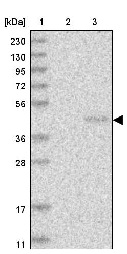 PNRC1 Antibody - BSA Free Western Blot: PNRC1 Antibody - BSA Free [NBP1-90837]