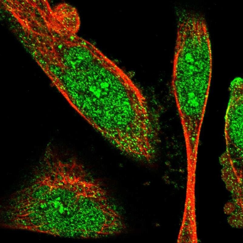 SNX30 Antibody - BSA Free Immunocytochemistry/ Immunofluorescence: SNX30 Antibody [NBP1-90841]