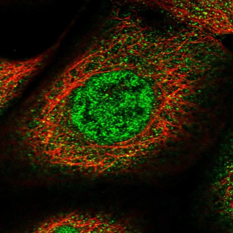 SPATA13 Antibody - BSA Free Immunocytochemistry/ Immunofluorescence: SPATA13 Antibody [NBP1-90848]