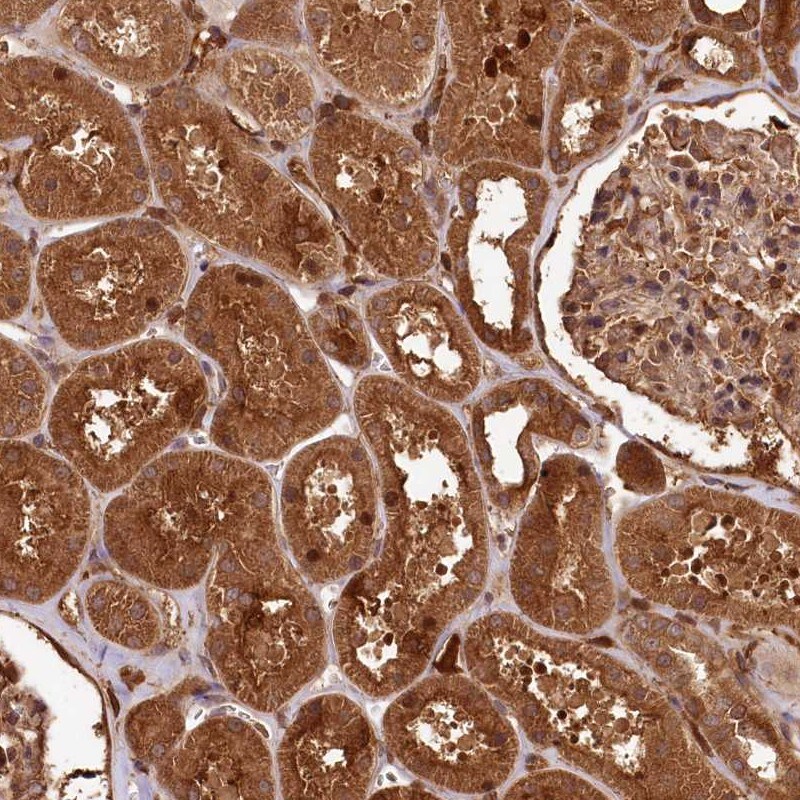 MCF2L2 Antibody - BSA Free Immunohistochemistry-Paraffin: MCF2L2 Antibody [NBP1-90850]