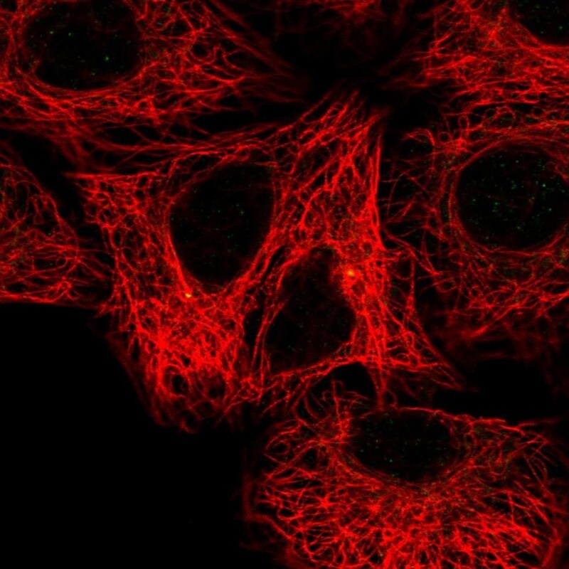 FBF1 Antibody - BSA Free Immunocytochemistry/ Immunofluorescence: FBF1 Antibody - BSA Free [NBP1-90863]