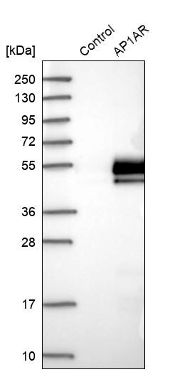 AP1AR Antibody - BSA Free Western Blot: AP1AR Antibody - BSA Free [NBP1-90879]