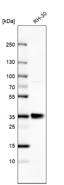 RELL1 Antibody - BSA Free Western Blot: RELL1 Antibody - BSA Free [NBP1-90886]